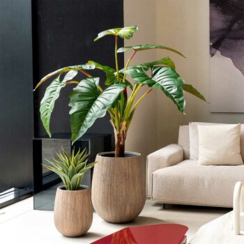 Alocasia à tronc simple