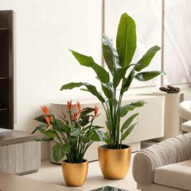 Strelitzia à fleur orange