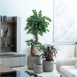 Ficus Tortueux