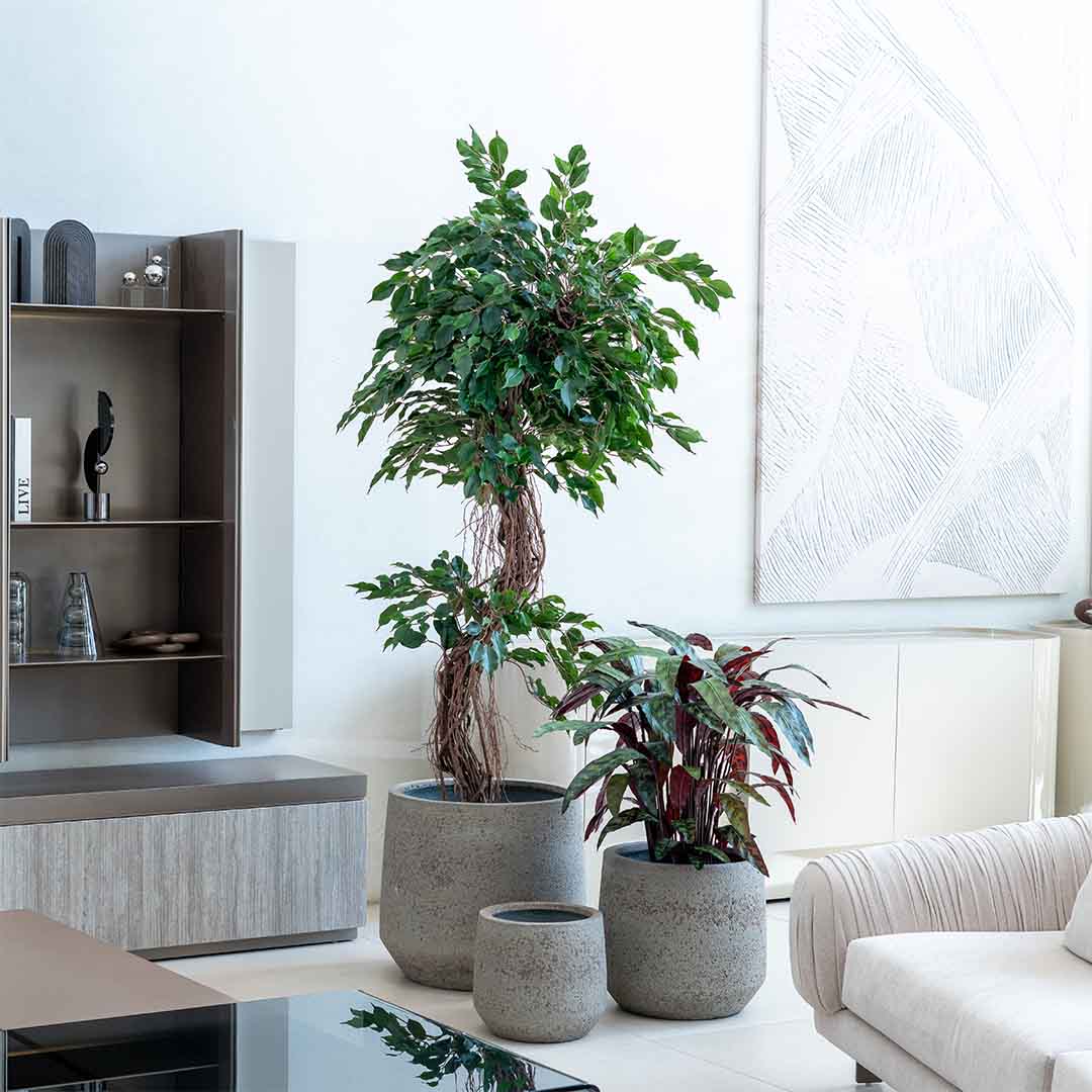 Ficus Tortueux Ficus Tortueux