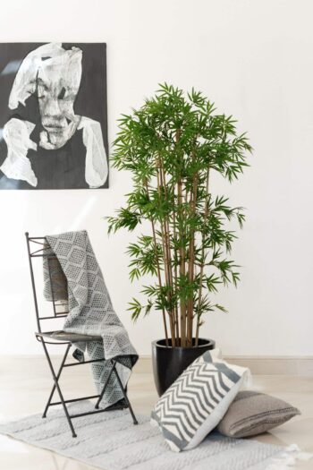 Bambou Japonais dense H 100cm – Image 3