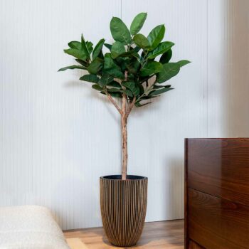 Ficus Caoutchouc sur tronc