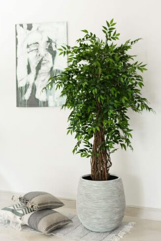 Ficus Liana