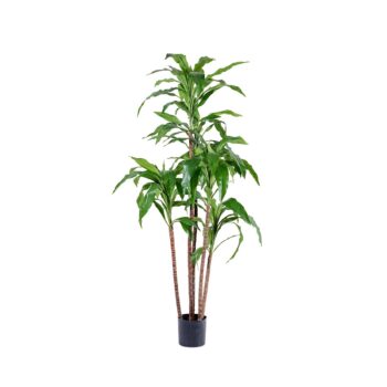 Dracena Steud