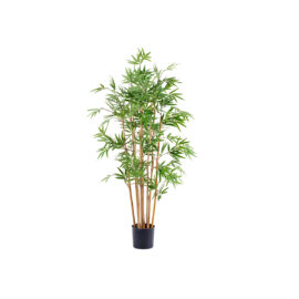 Bambou Japonais dense