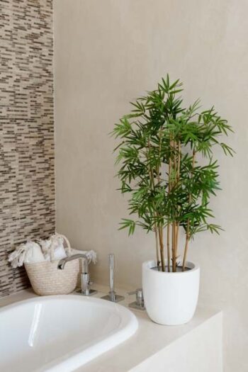 Bambou Japonais dense H 70cm – Image 4