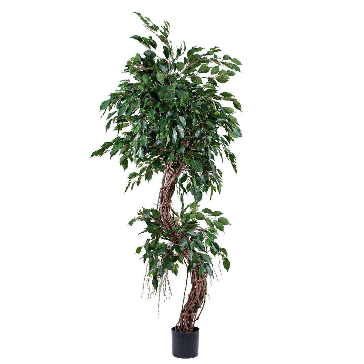 Ficus Tortueux