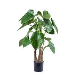 Alocasia Calidora