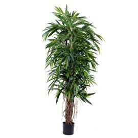 Ficus Longifolia