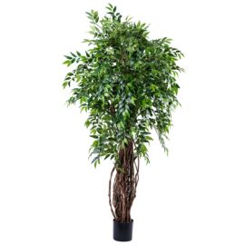 Ficus Liana