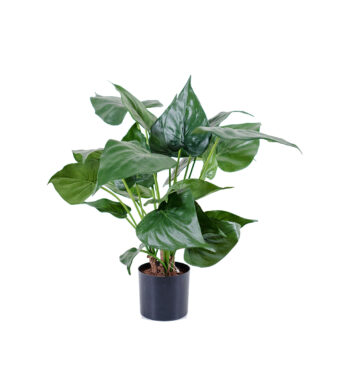 Alocasia cucullata