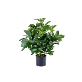 Schefflera