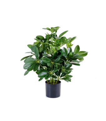 Schefflera