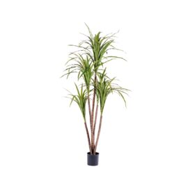 Dracena Magenta