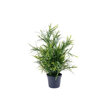 Podocarpus