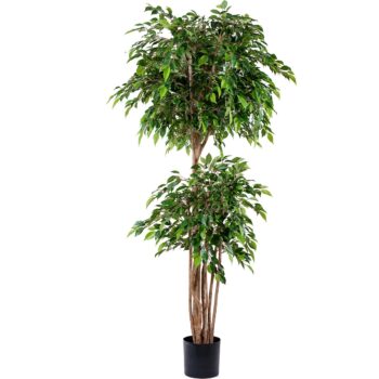 Ficus Tropical
