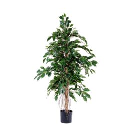 Ficus Exotica