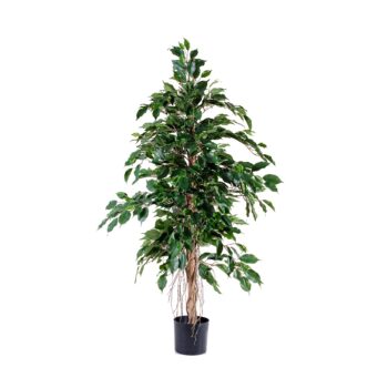 Ficus Exotica