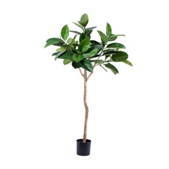 Ficus Caoutchouc sur tronc