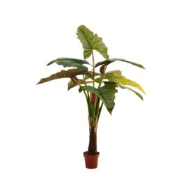 Alocasia à tronc simple