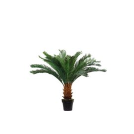 Cycas