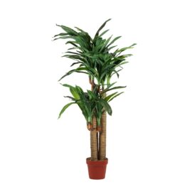 Dracena double troncs