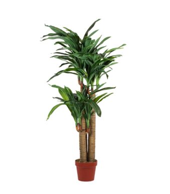 Dracena double troncs