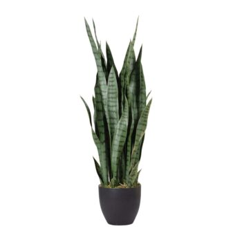 Sansevieria