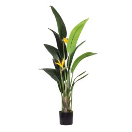 Strelitzia à Fleurs Jaunes