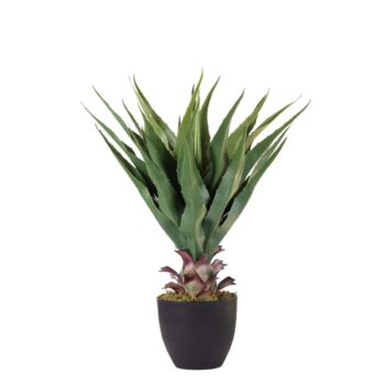 Agave 70cm