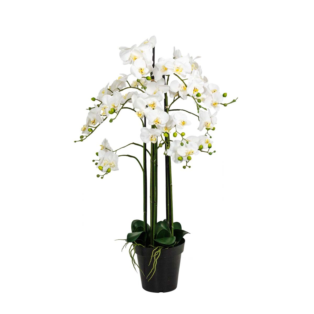 Composition d’orchidée à 7 hampes