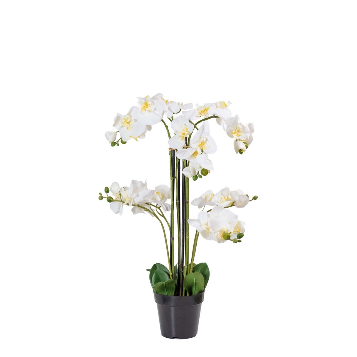 Composition d'orchidée à 8 hampes