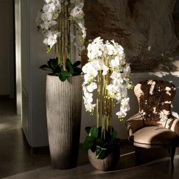 Composition d’orchidées à 10 hampes