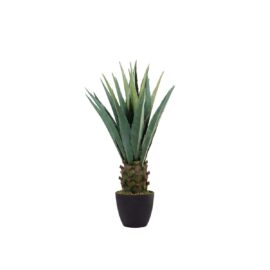 Agave 86cm