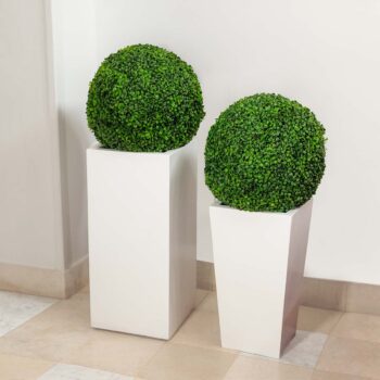 Boxwood