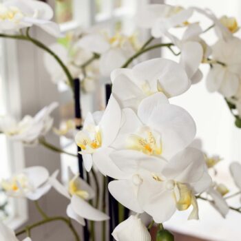 Composition d’Orchidées à 10 hampes