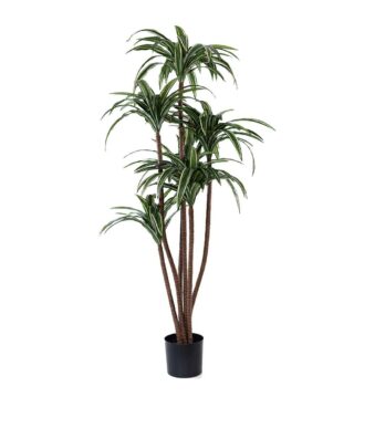 Dracena panaché