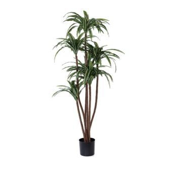 Dracena panaché