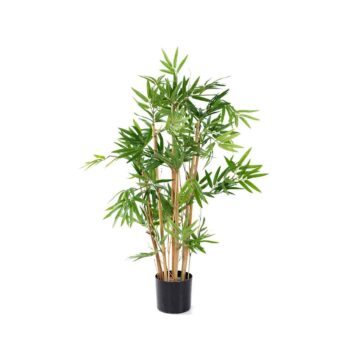 Bambou Japonais dense H 70cm – Image 2