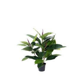 Ficus Caoutchouc