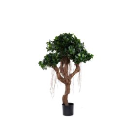 Ficus Panda nain