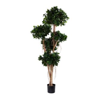 Ficus panda