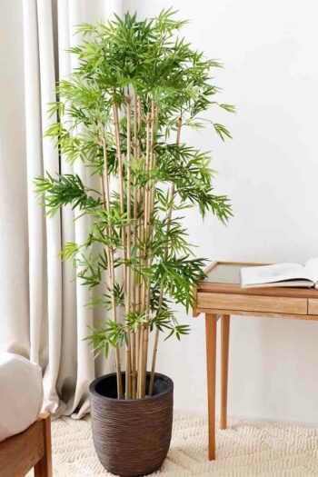 Bambou japonais