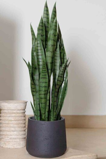 Sansevieria