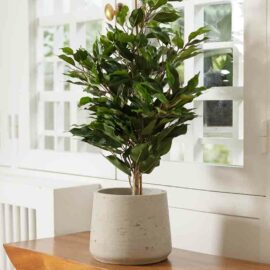 Ficus Exotica