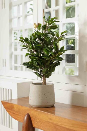 Ficus Exotica