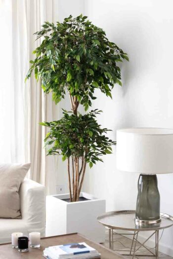 Ficus Tropical