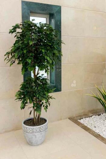 Ficus Tropical