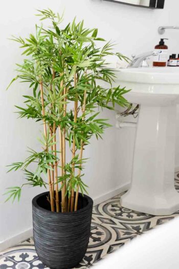 Bambou Japonais dense