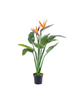 Strelitzia à fleur orange